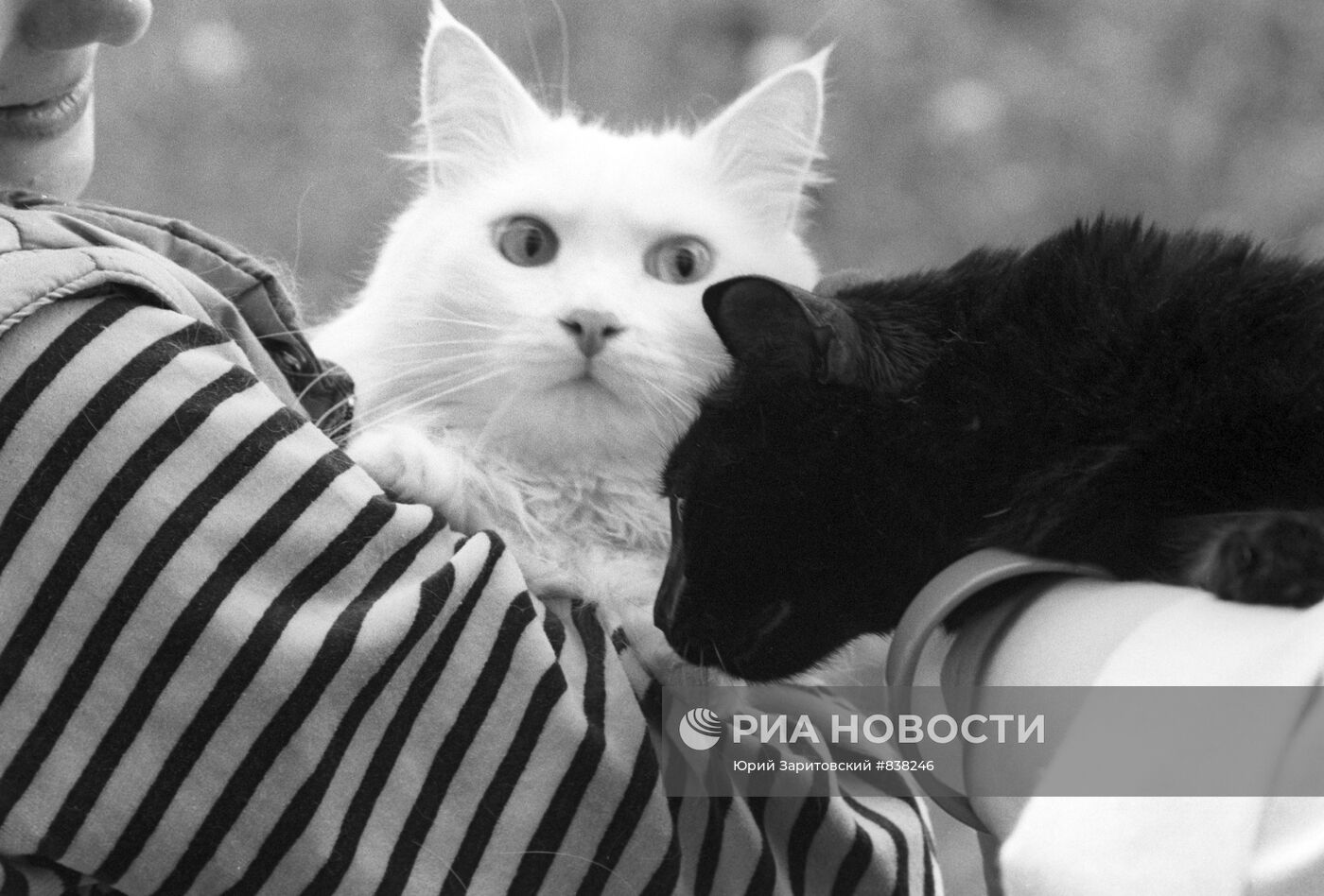Белая кошка, черный кот