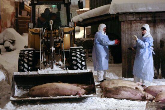 Уничтожение свиней, больных африканской чумой