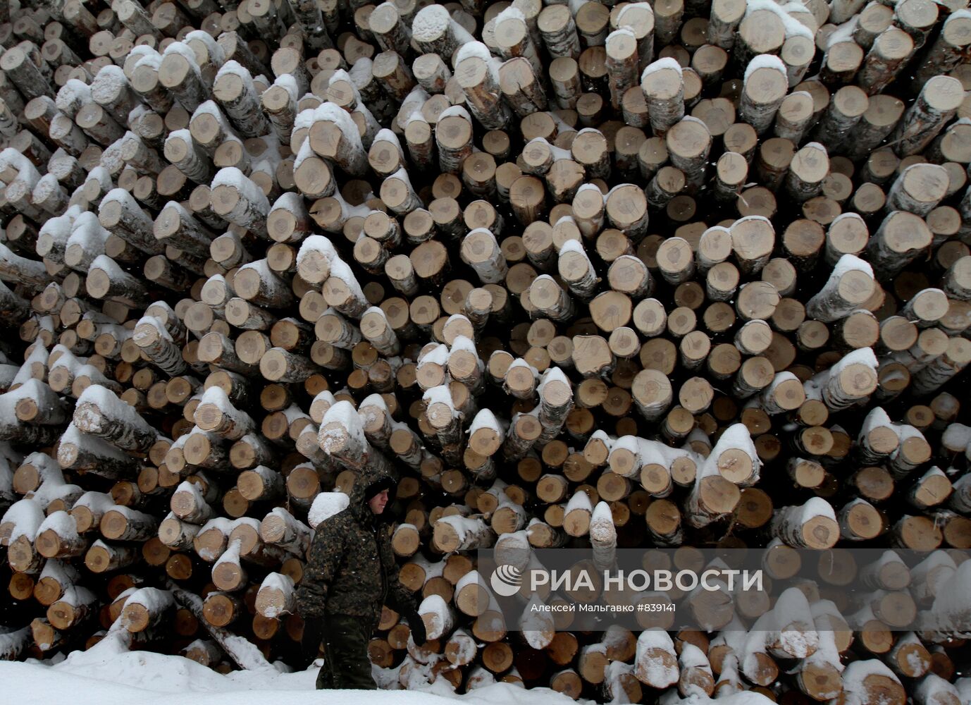 Заготовка леса в Омской области