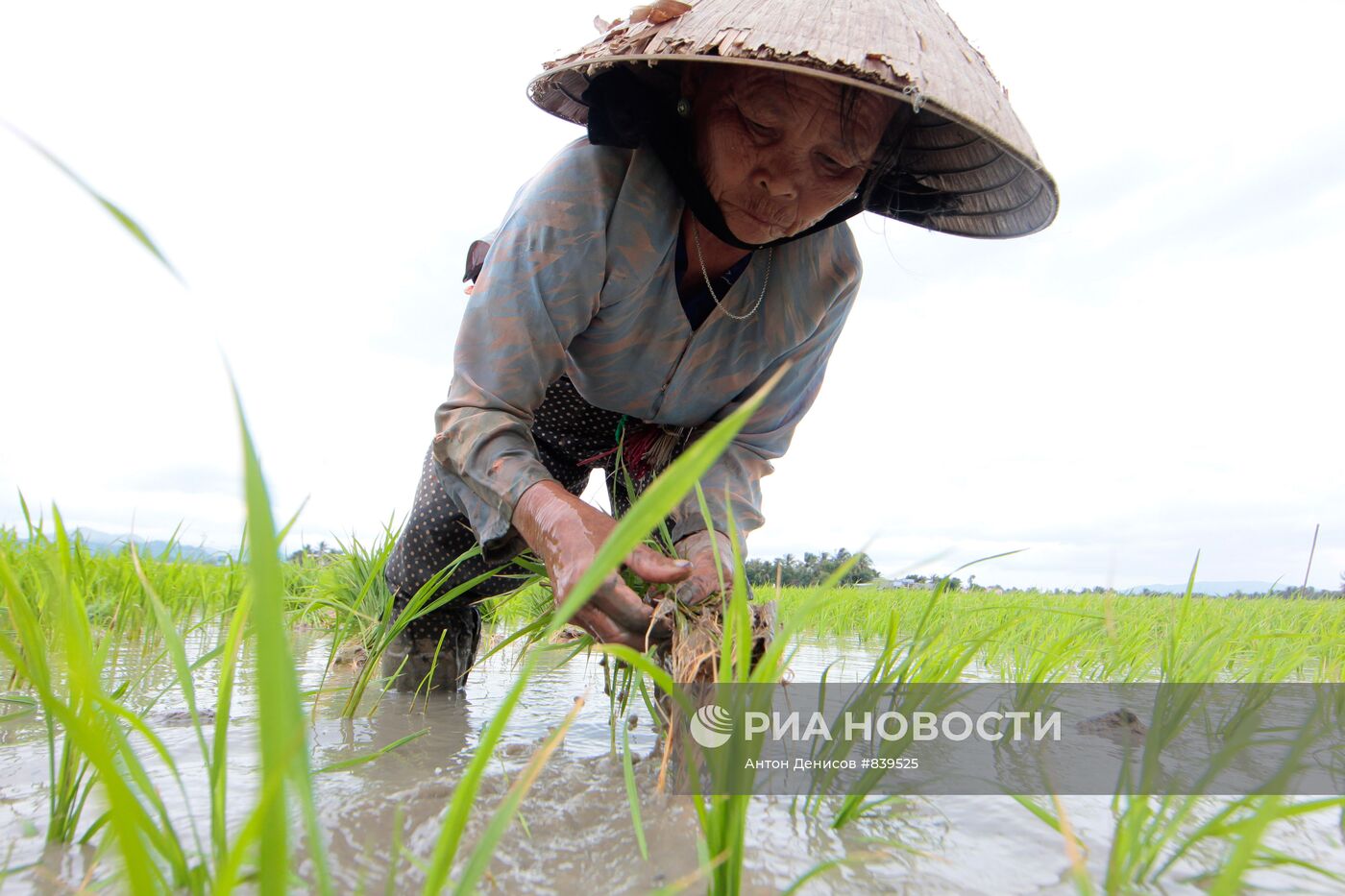 Обработка рисовых полей во Вьетнаме