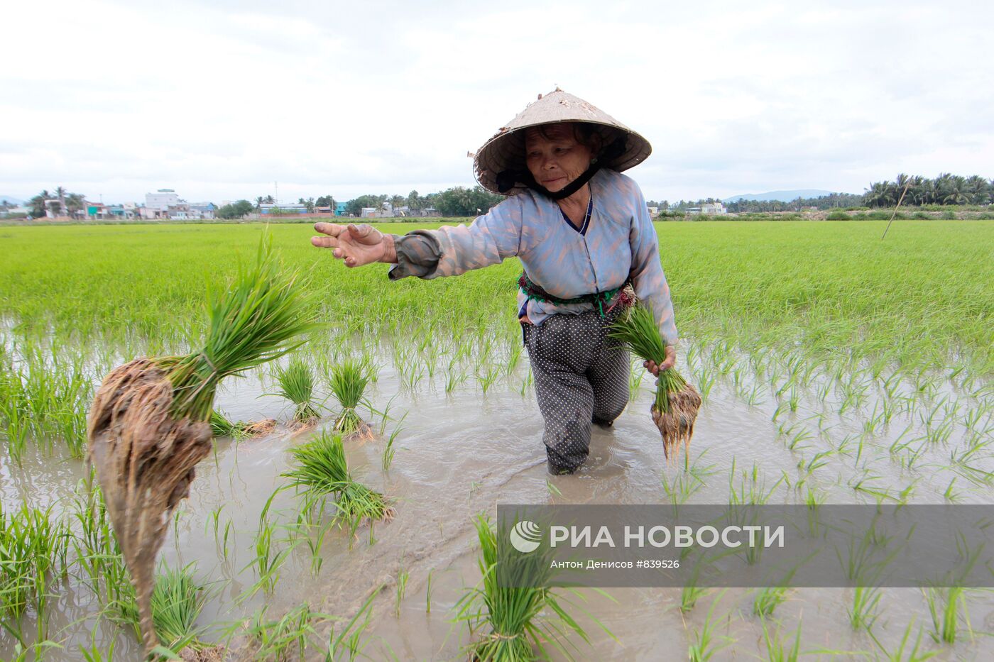Обработка рисовых полей во Вьетнаме