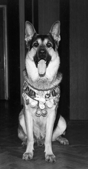 Немецкая овчарка Гайфорд