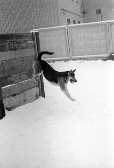 Немецкая овчарка Гайфорд на тренировочной площадке