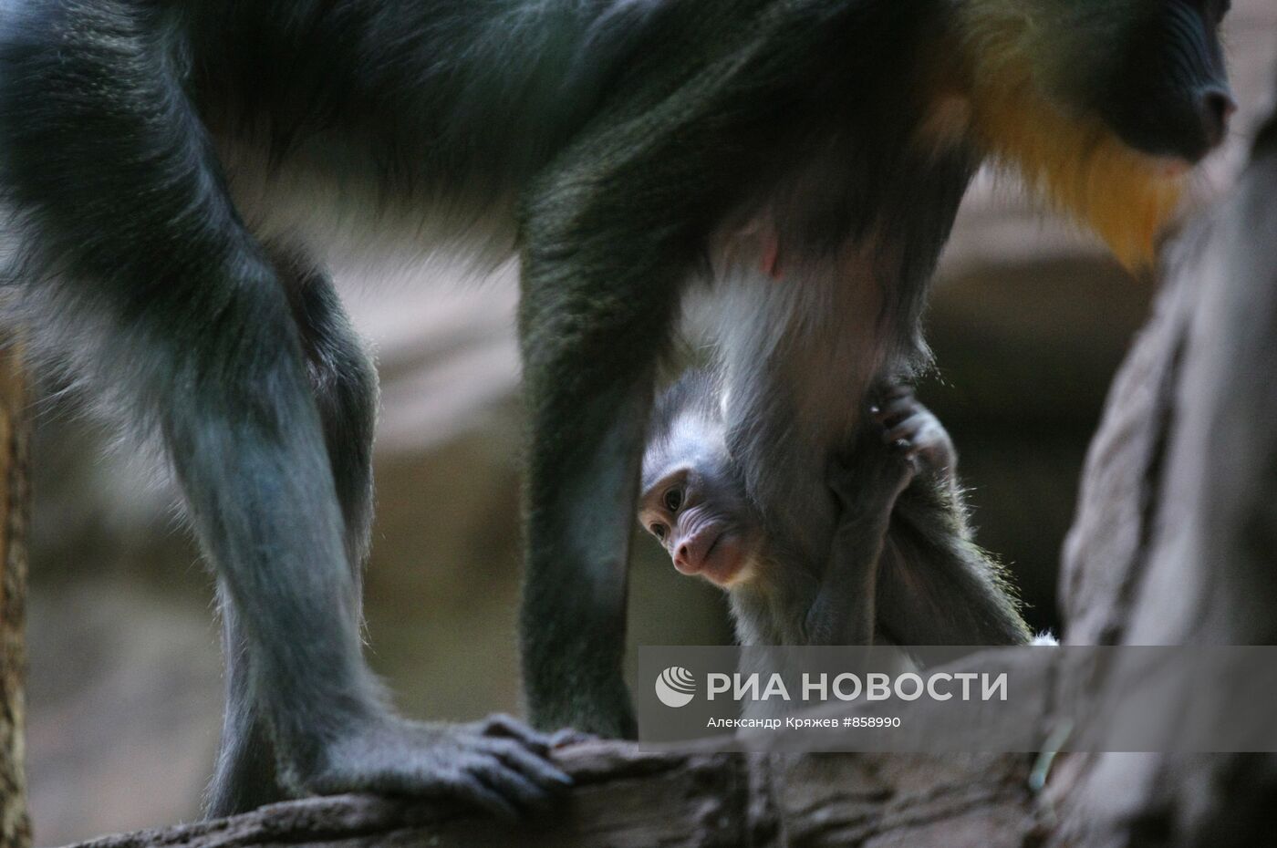 Самка мандрила с новорожденным детенышем