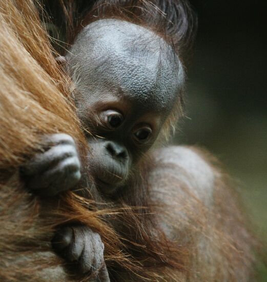 Самка калимантанского орангутана с новорожденным детенышем