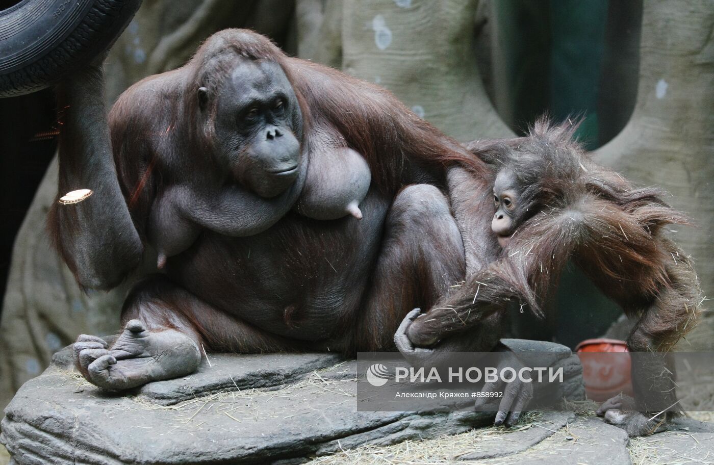 Самка калимантанского орангутана с новорожденным детенышем