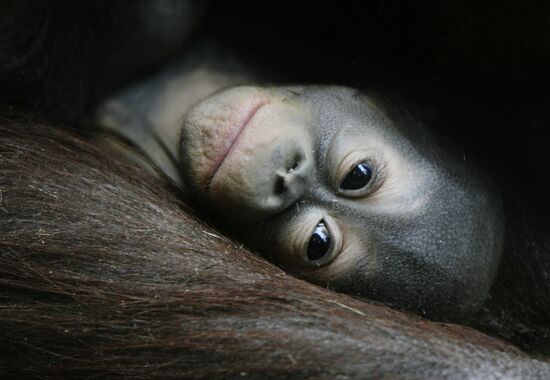 Новорожденный детеныш калимантанского орангутана