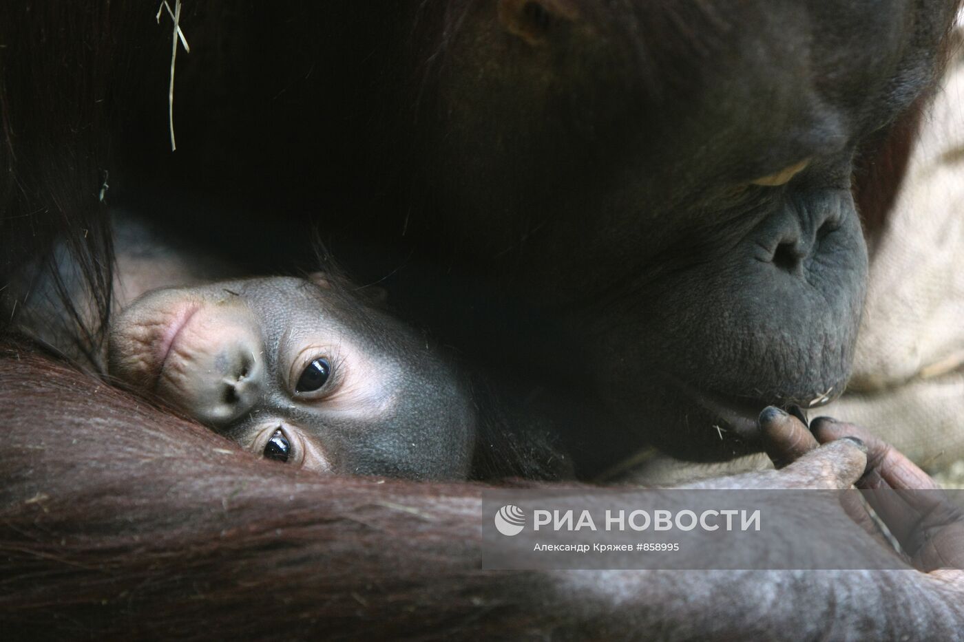 Самка калимантанского орангутана с новорожденным детенышем