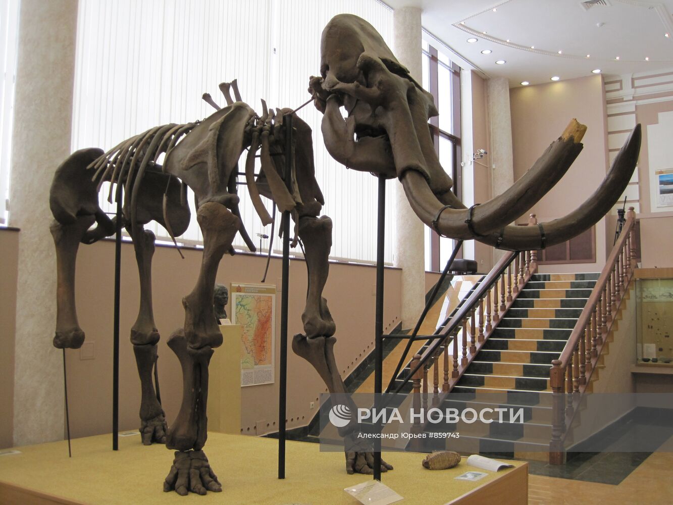 Скелет мамонта Хазарского (Орьябашского)