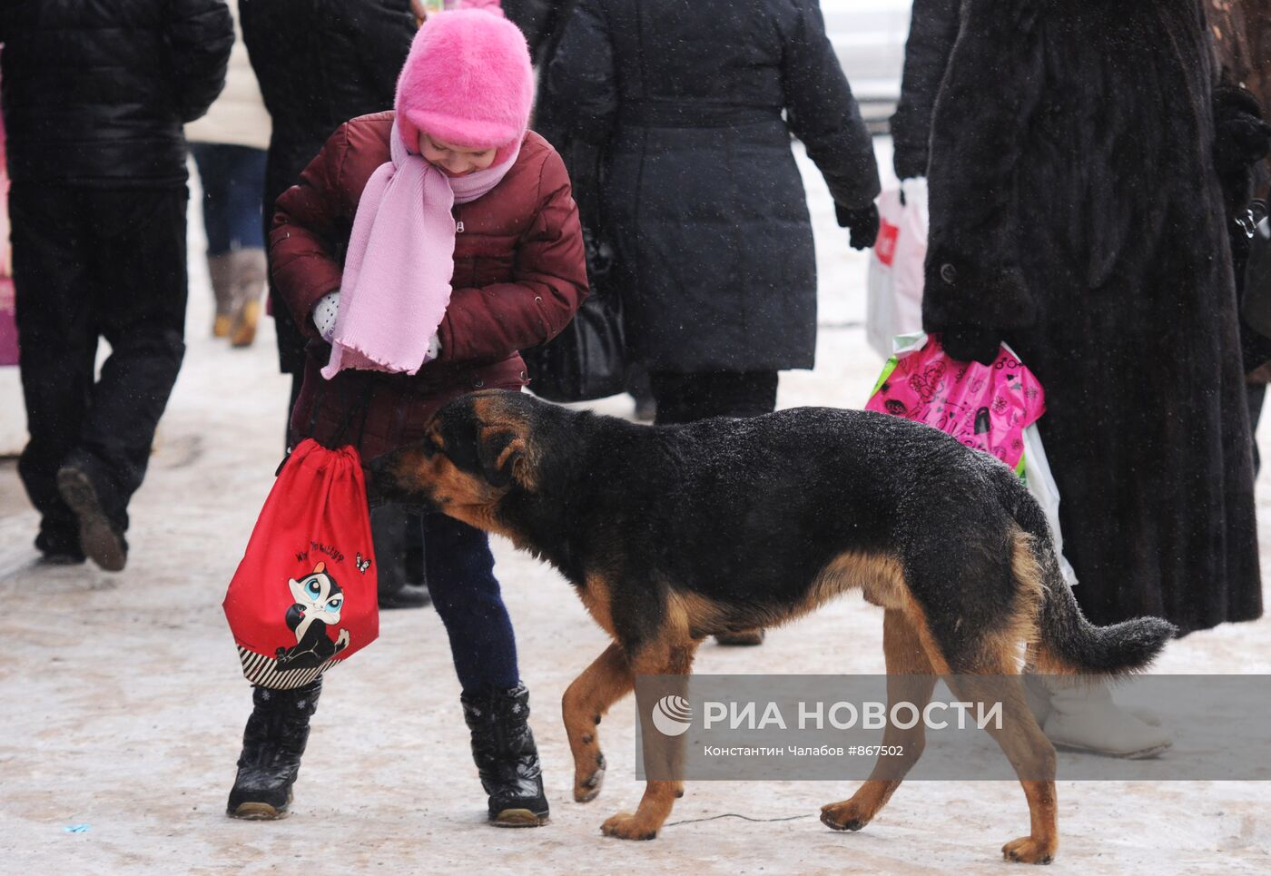 Бездомные собаки на улицах Великого Новгорода