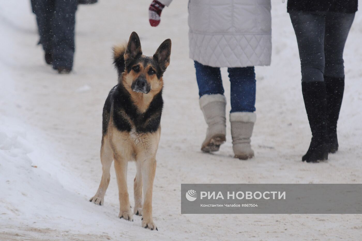 Бездомные собаки на улицах Новгорода