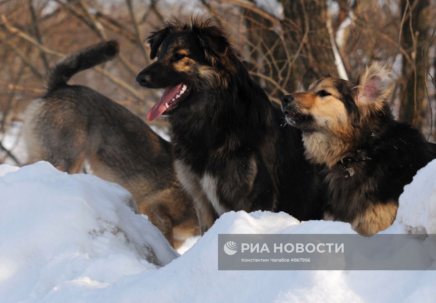 Бездомные собаки на улицах Великого Новгорода