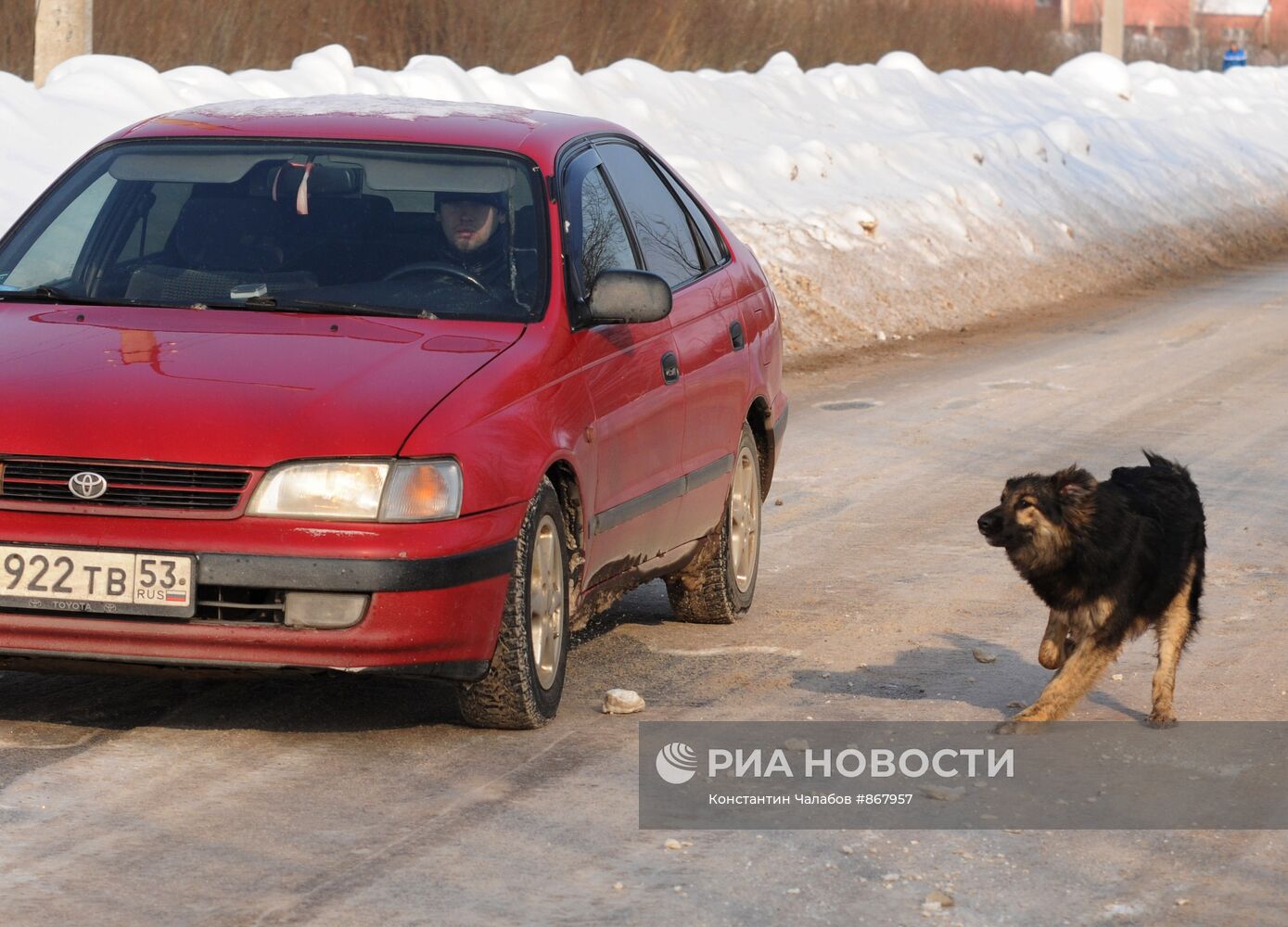 Бездомные собаки на улицах Великого Новгорода