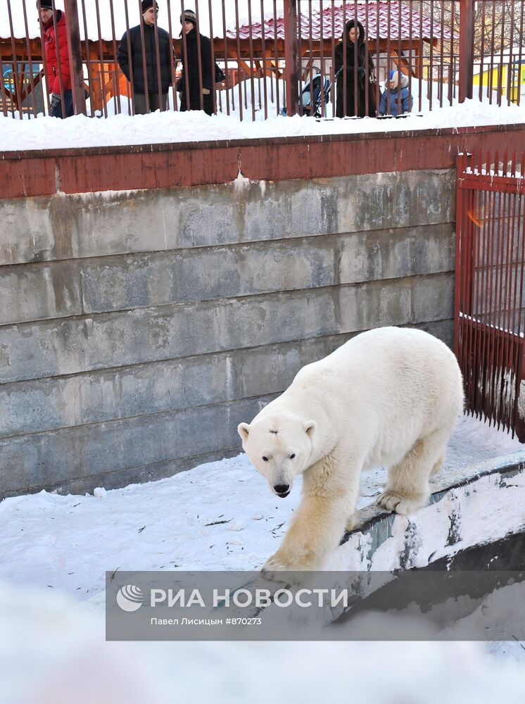 Белый медведь Умка стал "Зоомистером-2011"