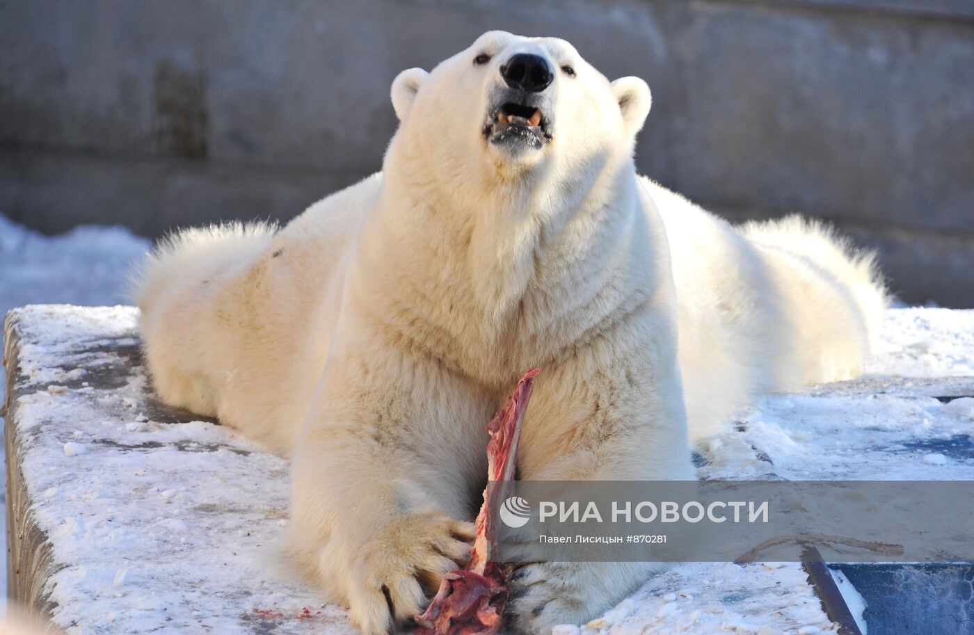 Белый медведь Умка стал "Зоомистером-2011"