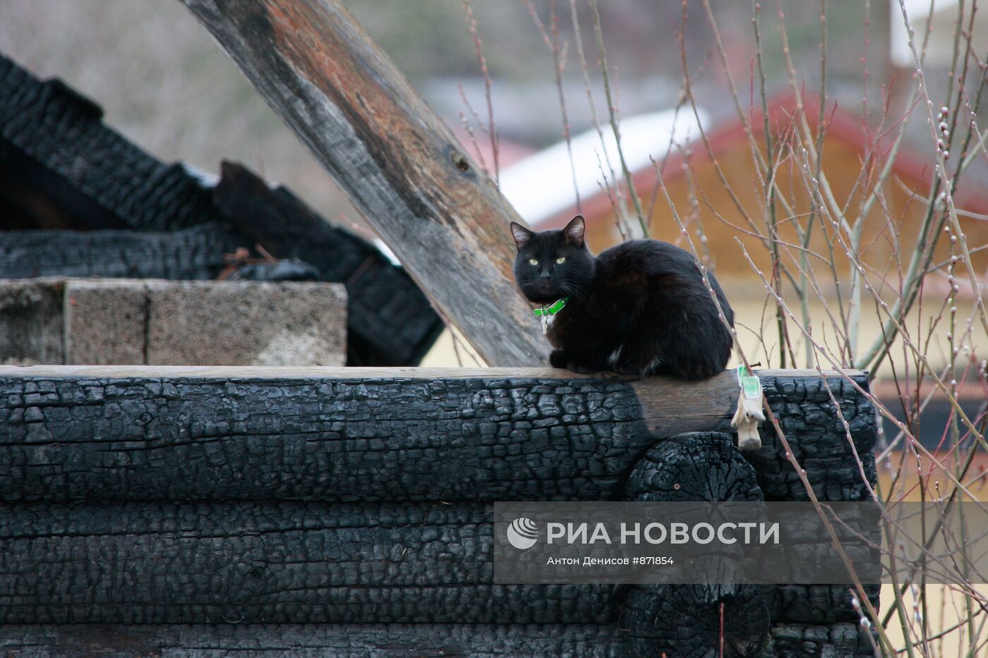 Черный кот на сгоревшем срубе дома в Красной Поляне | РИА Новости Медиабанк