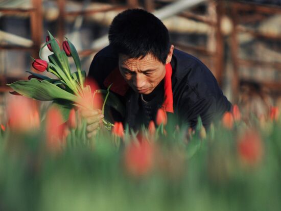 Срез тюльпанов в парниках перед праздником 8 марта
