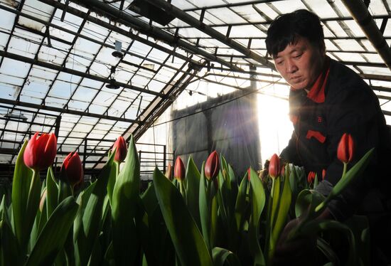 Срез тюльпанов в парниках перед праздником 8 марта