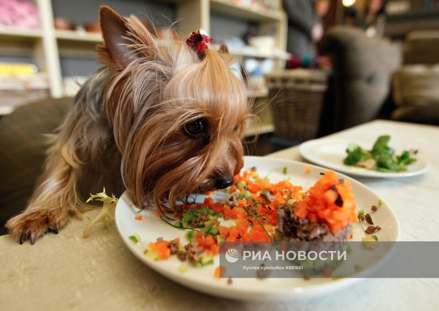 Работа груминг салона для собак в Москве