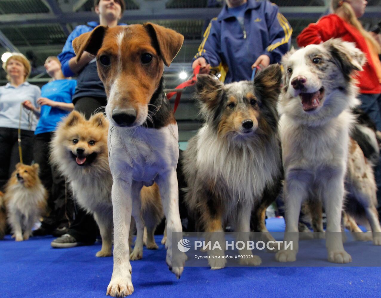 Международная выставка собак "Евразия-2011"