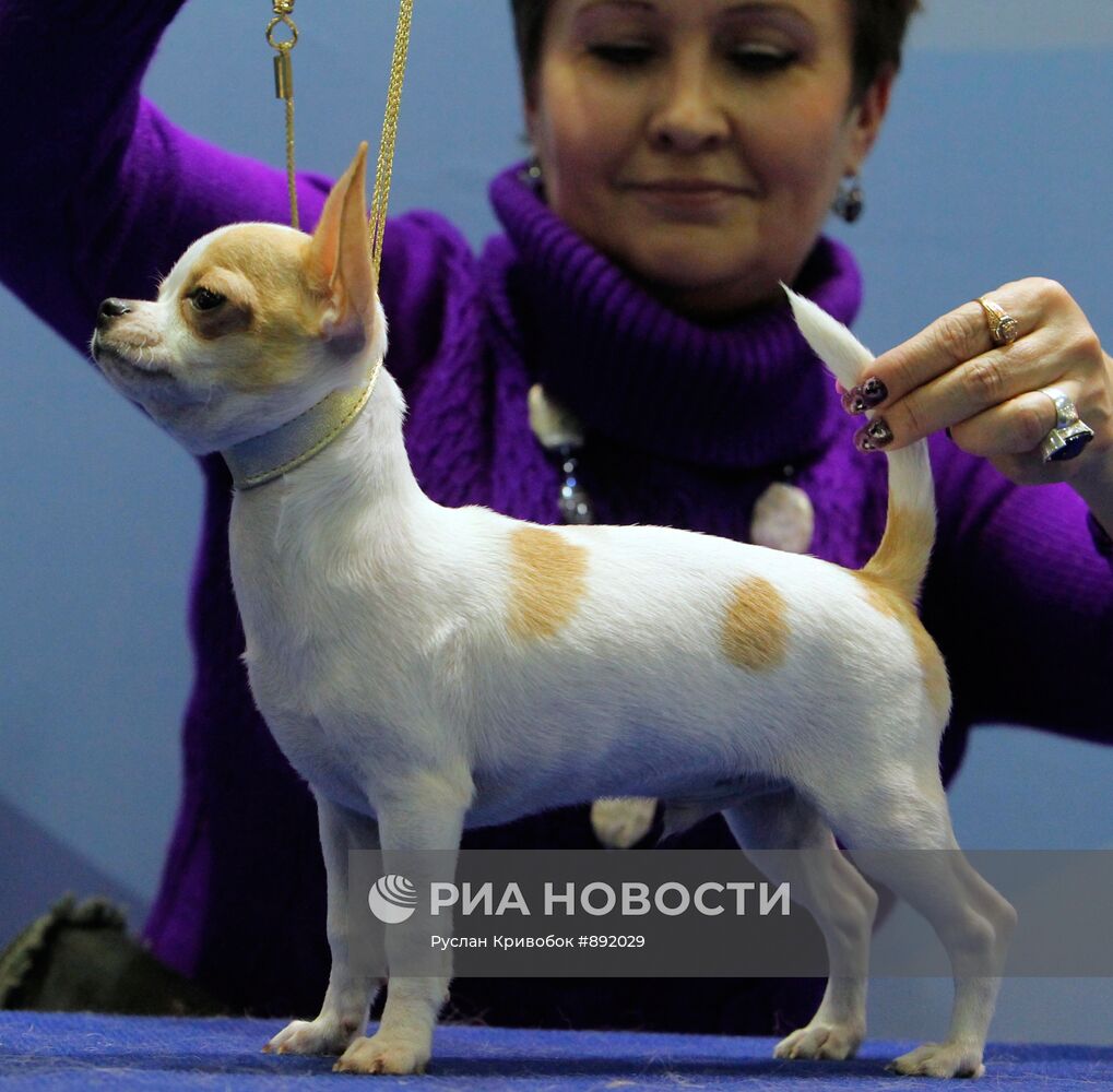 Международная выставка собак "Евразия-2011"