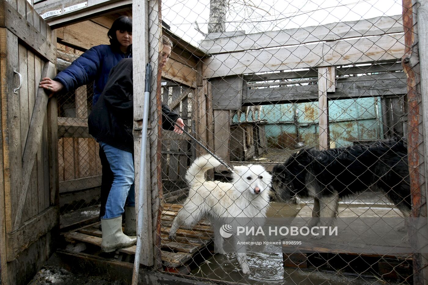 Работа приюта для собак в Новосибирске