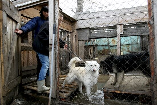 Работа приюта для собак в Новосибирске