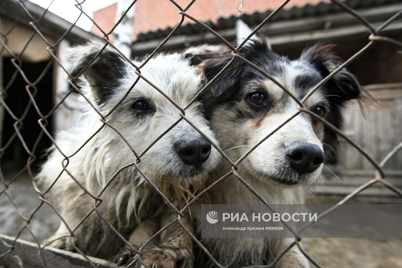 Работа приюта для собак в Новосибирске