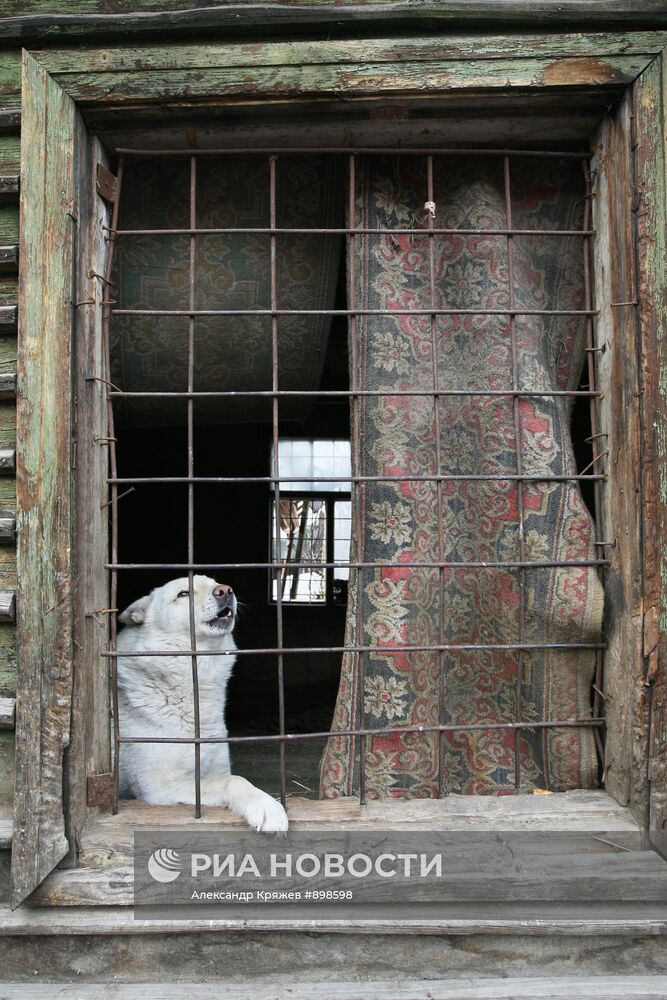 Работа приюта для собак в Новосибирске