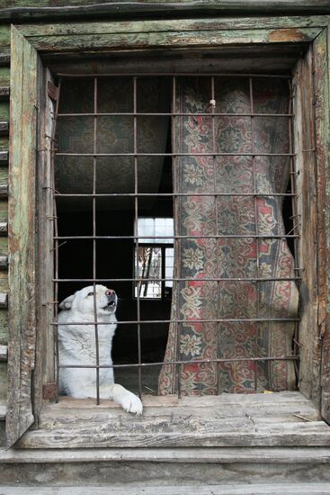 Работа приюта для собак в Новосибирске