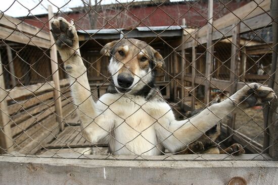 Работа приюта для собак в Новосибирске