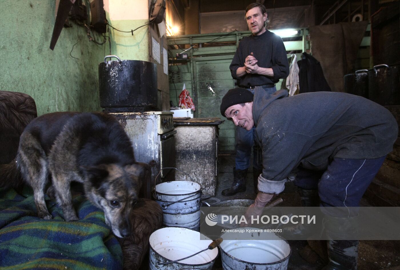 Работа приюта для собак в Новосибирске