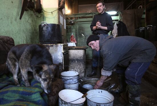 Работа приюта для собак в Новосибирске