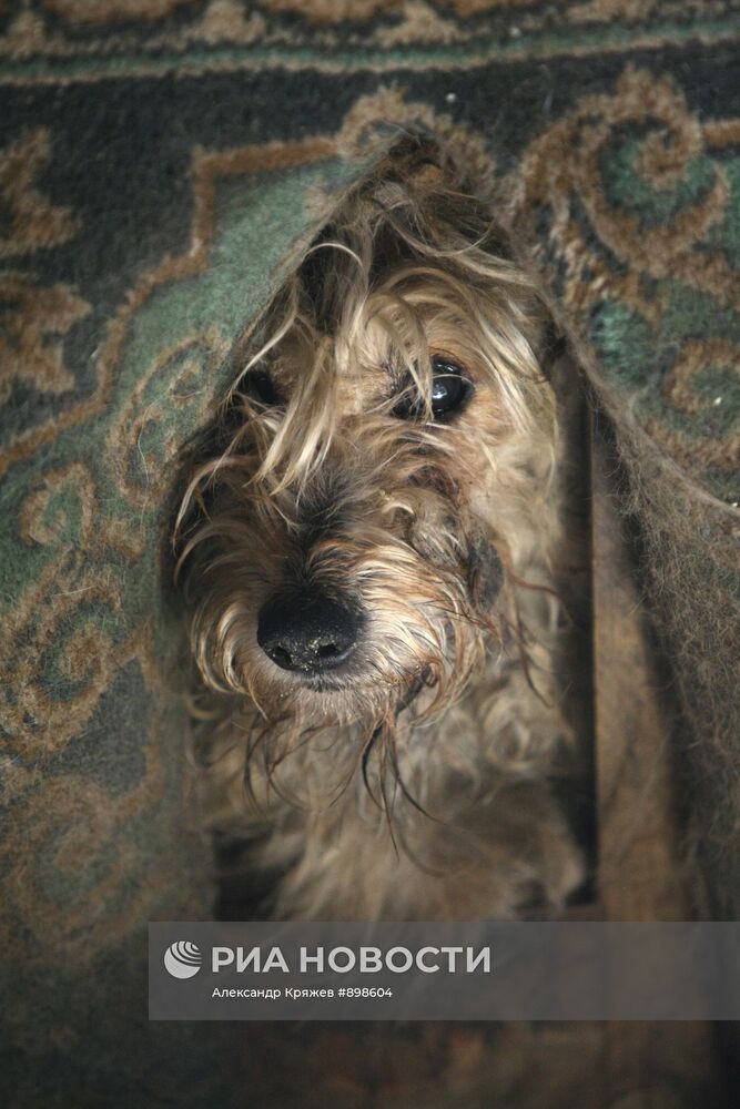 Работа приюта для собак в Новосибирске