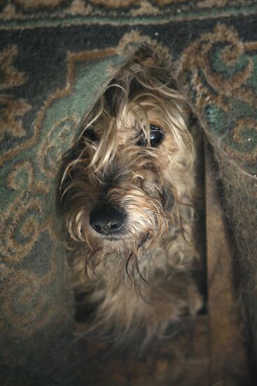 Работа приюта для собак в Новосибирске