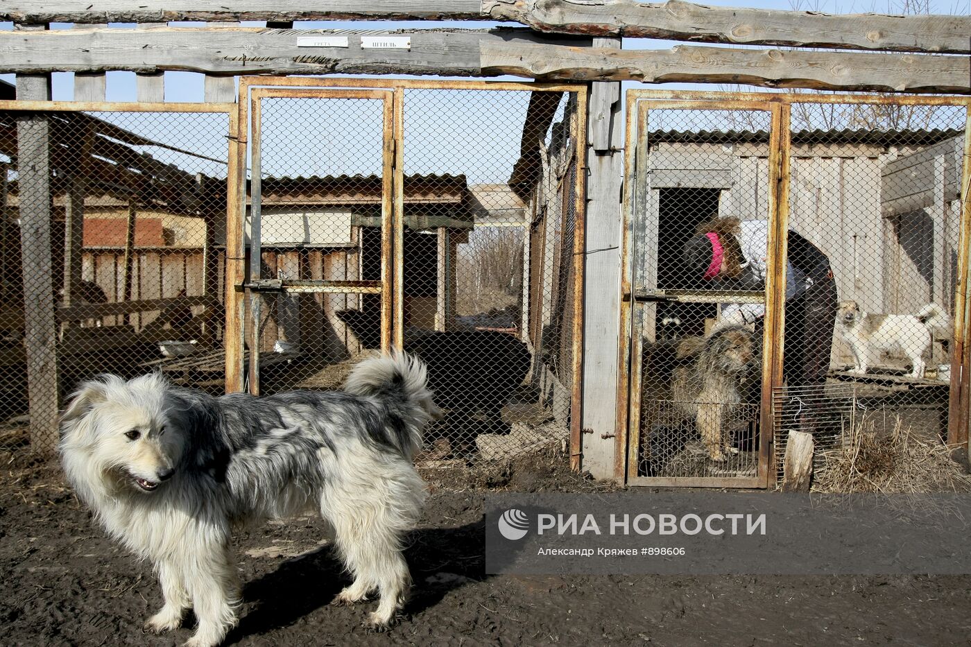 Работа приюта для собак в Новосибирске