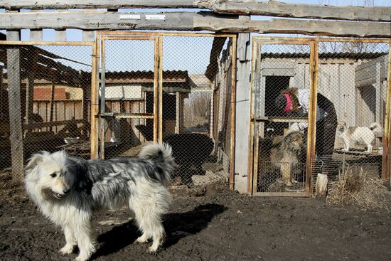 Работа приюта для собак в Новосибирске