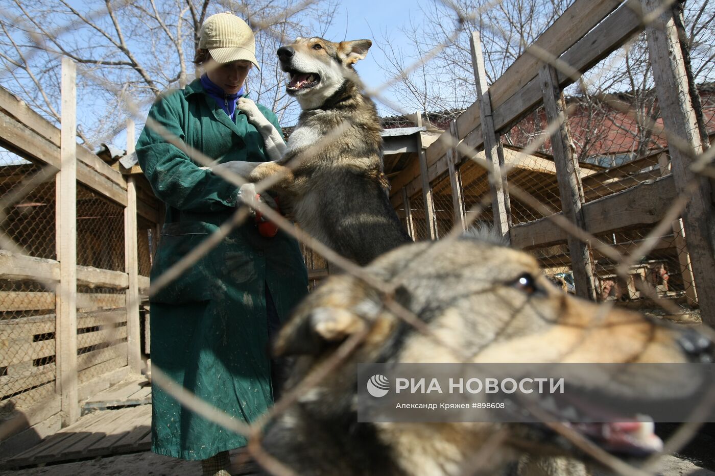 Работа приюта для собак в Новосибирске