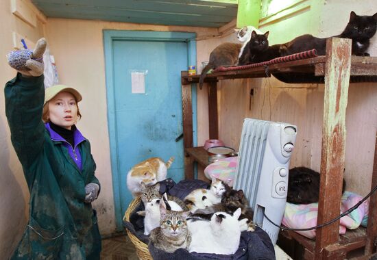 Работа приюта для собак в Новосибирске