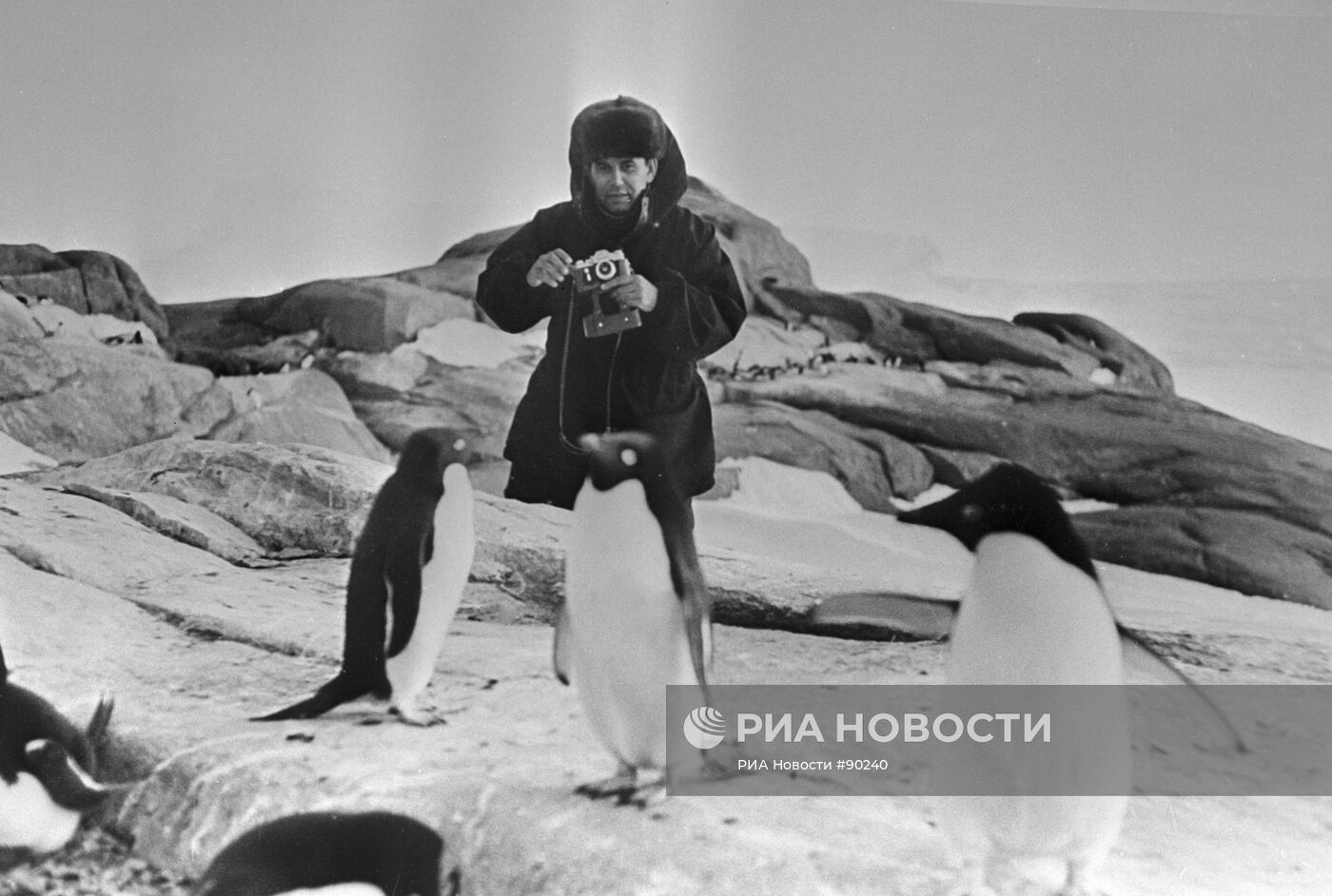 Василий Песков фотографирует пингвинов