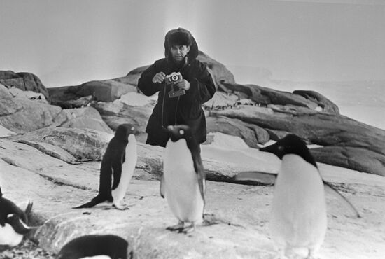 Василий Песков фотографирует пингвинов