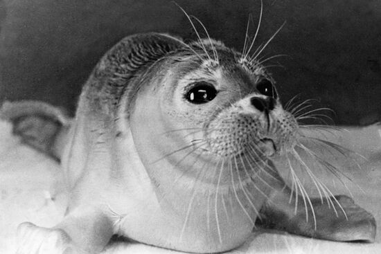 БЕЛЕК-ДЕТЕНЫШ