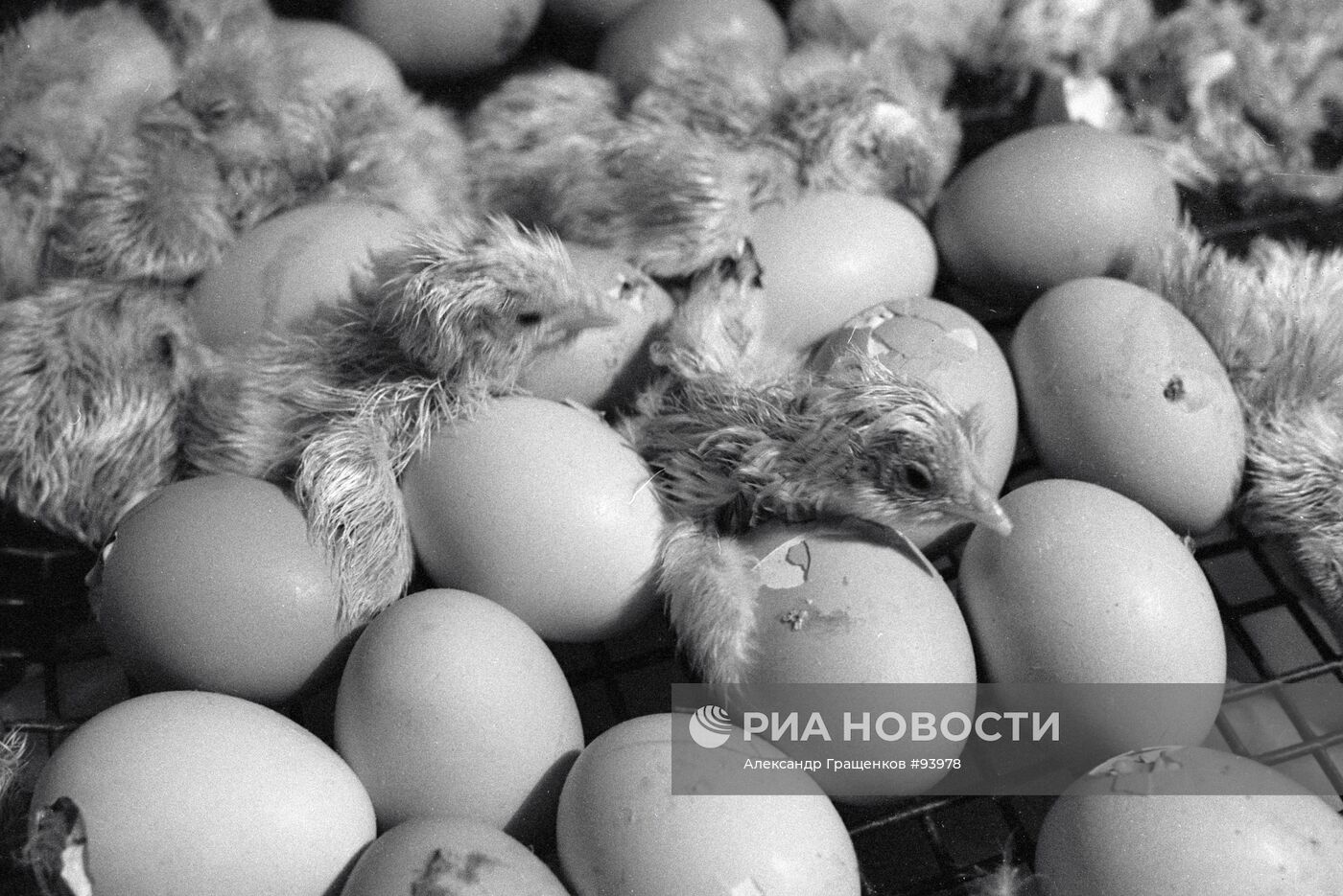 ПТИНЦЫ ИНКУБАТОР ВЫЛУПЛЕНИЕ