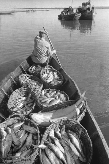 Рыба и рыбаки