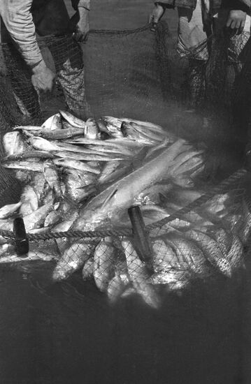 Рыба и рыбаки