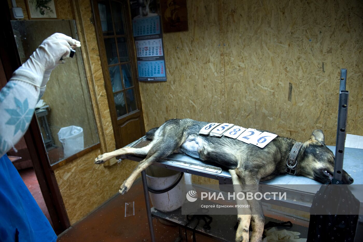 Отлов и вакцинация бездомных собак в Санкт-Петербурге