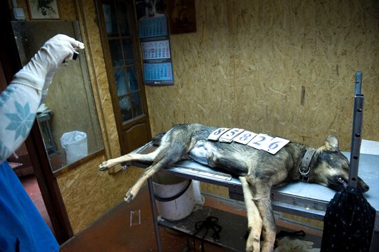 Отлов и вакцинация бездомных собак в Санкт-Петербурге