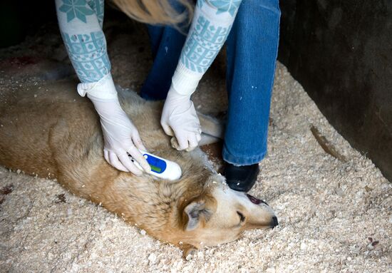 Отлов и вакцинация бездомных собак в Санкт-Петербурге
