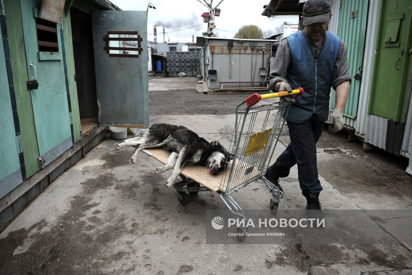 Отлов и вакцинация бездомных собак в Санкт-Петербурге