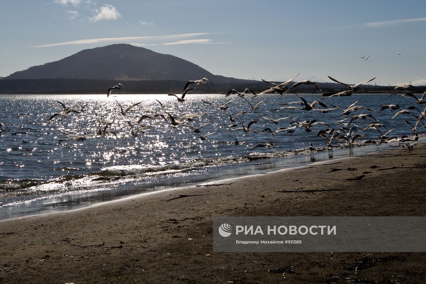 Чайки на берегу Южно-Курильского залива на острове Кунашир